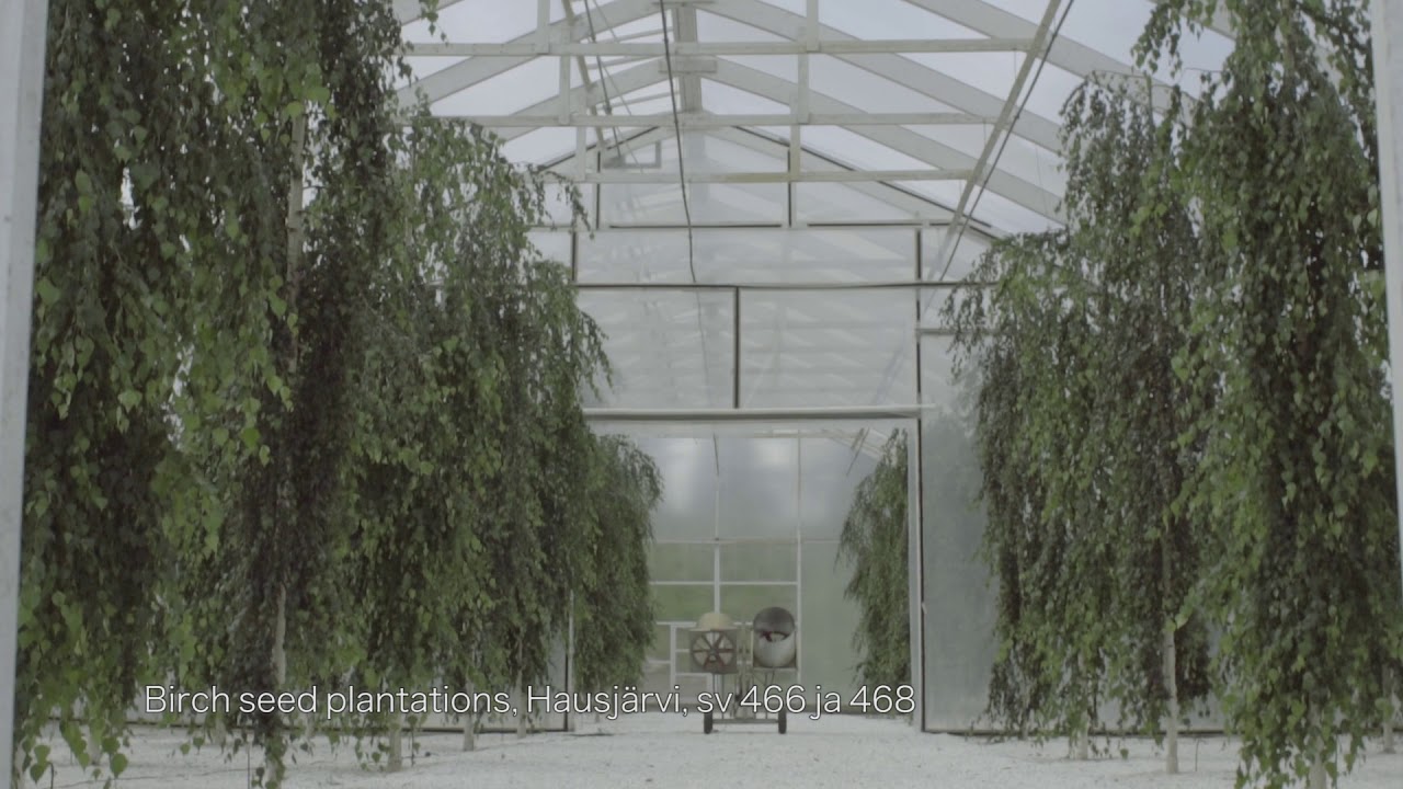 Forest tree seeds TAPIO