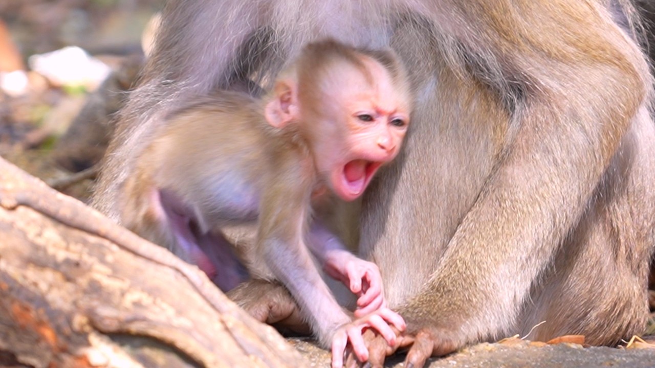 While sitting, this little monkey suddenly fell asleep