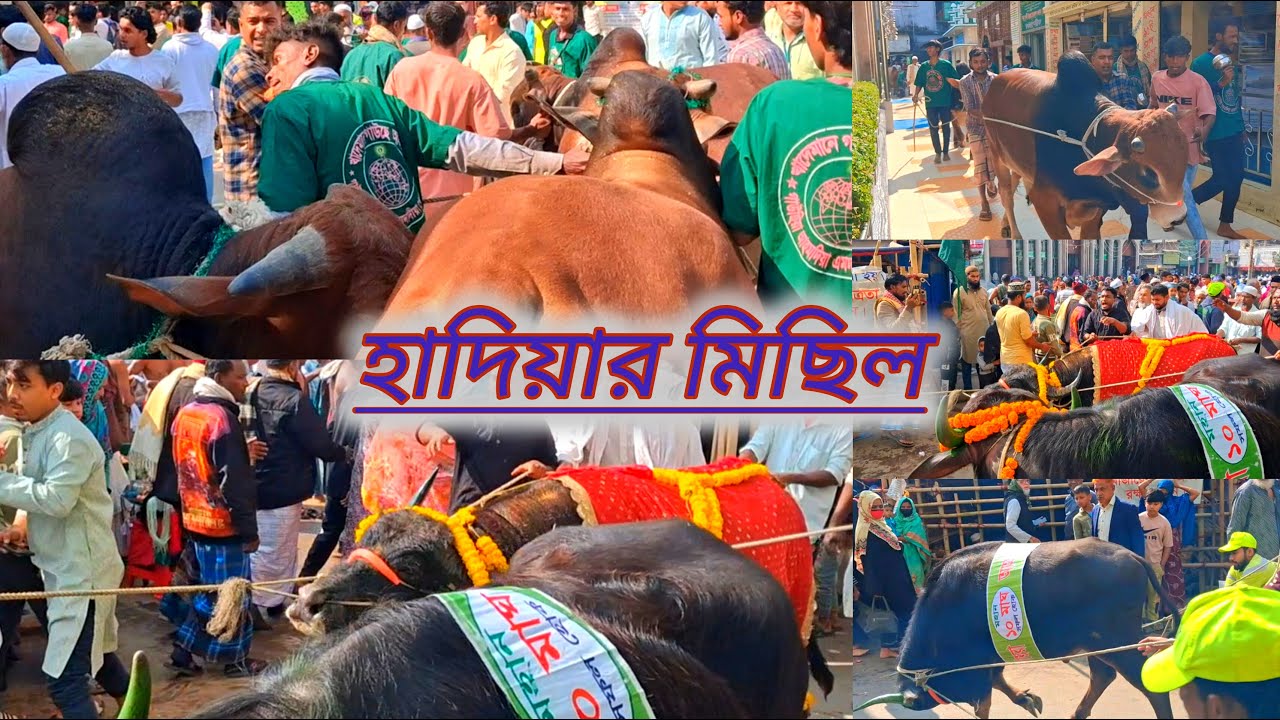 হাদিয়া মিছিল || মহান ১০মাঘ ওরশ শরীফ ২০২৬ইং
