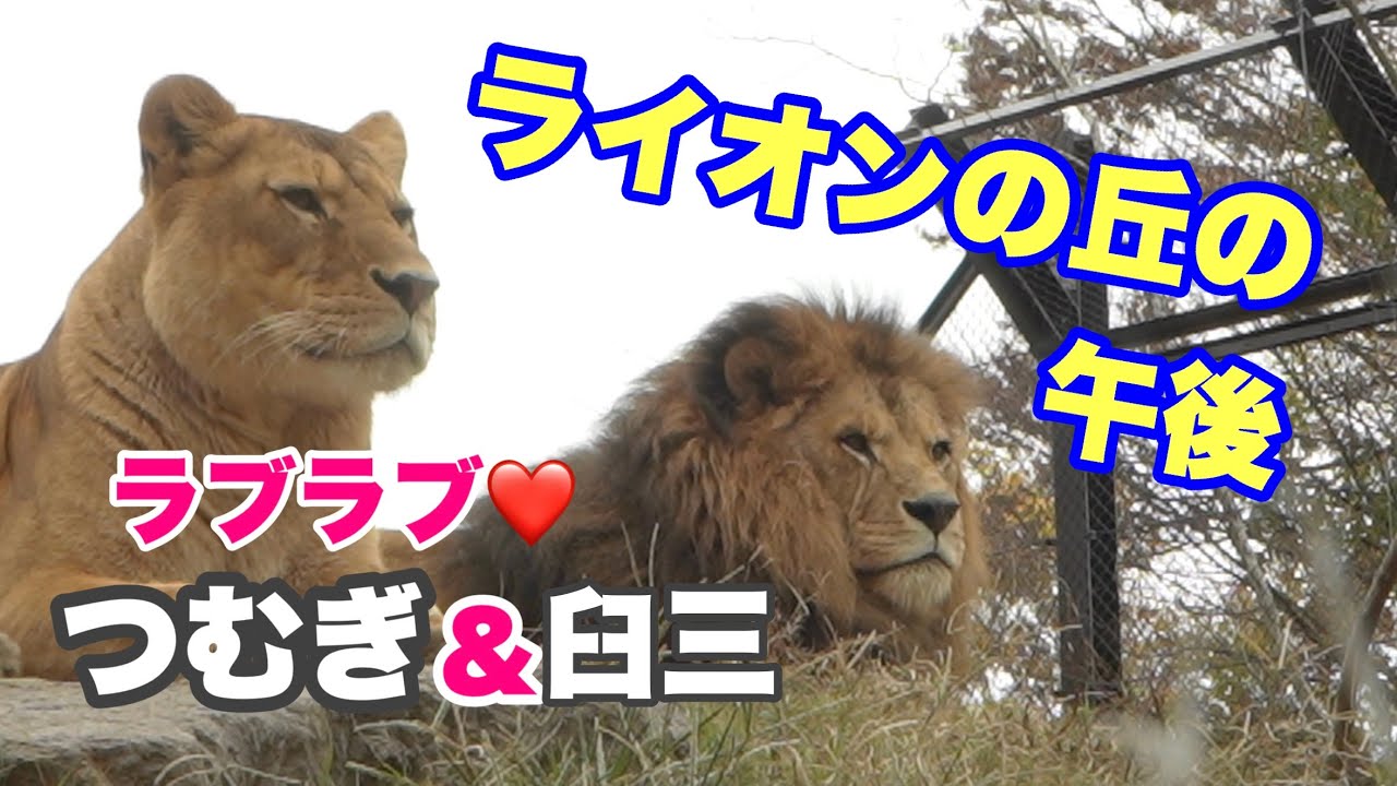 茶臼山動物園ライオン仲良しカップル臼三くんとつむぎちゃん〜たまに荒ぶるつむちゃん