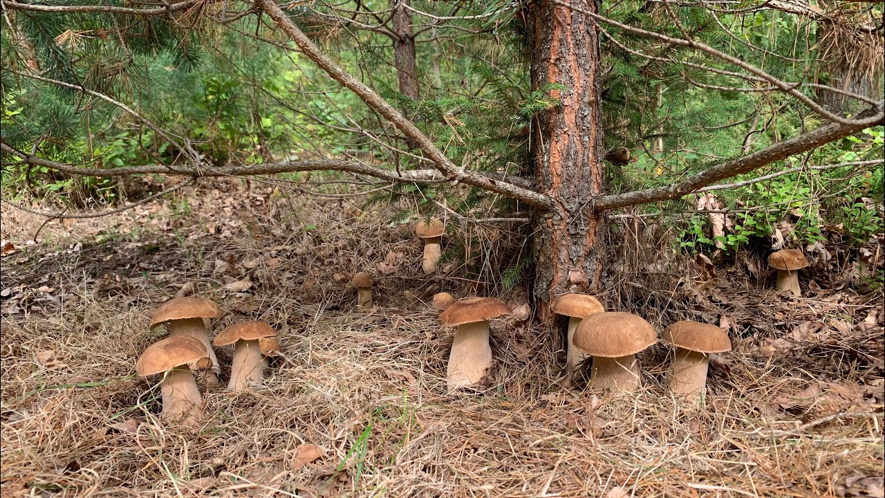 НЕРЕАЛЬНОЕ КОЛИЧЕСТВО ГРИБОВ!!!