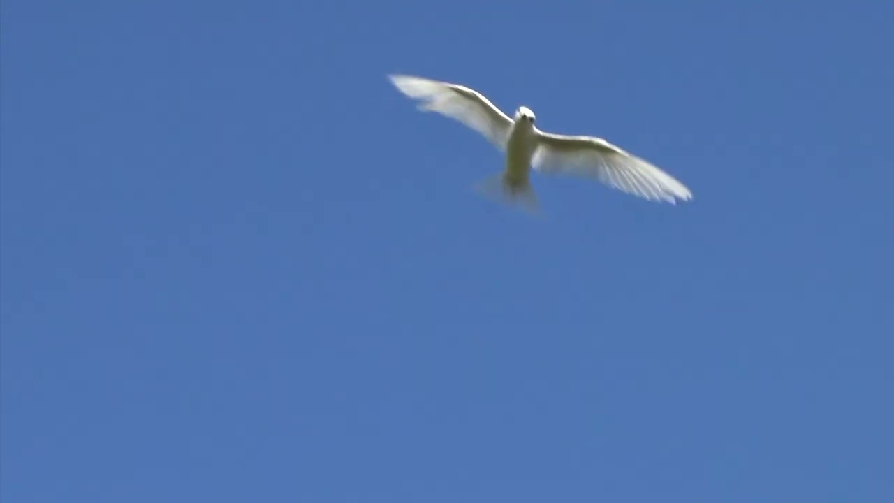 The Hawaiian White Tern