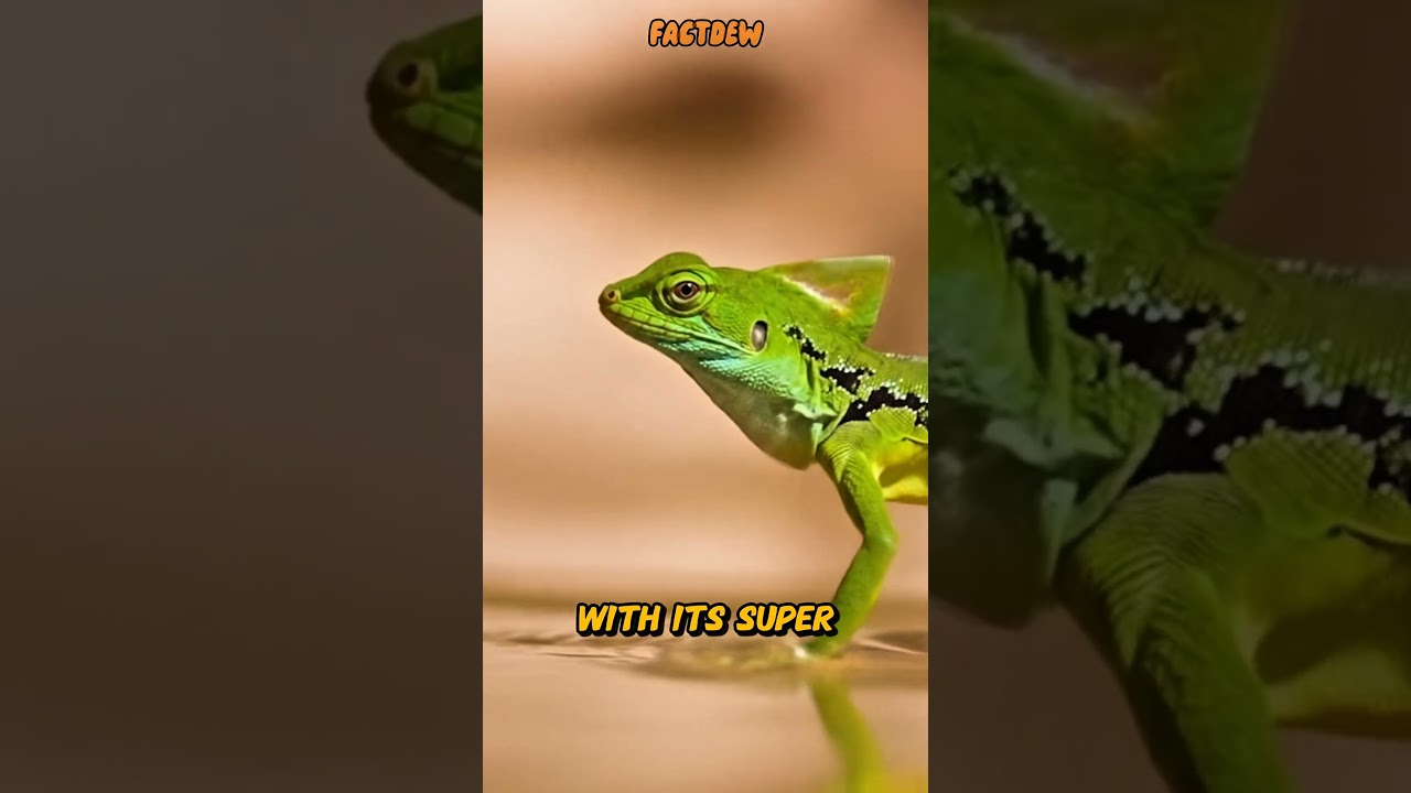 When You’re Built Different: Meet the Jesus Christ Lizard 
