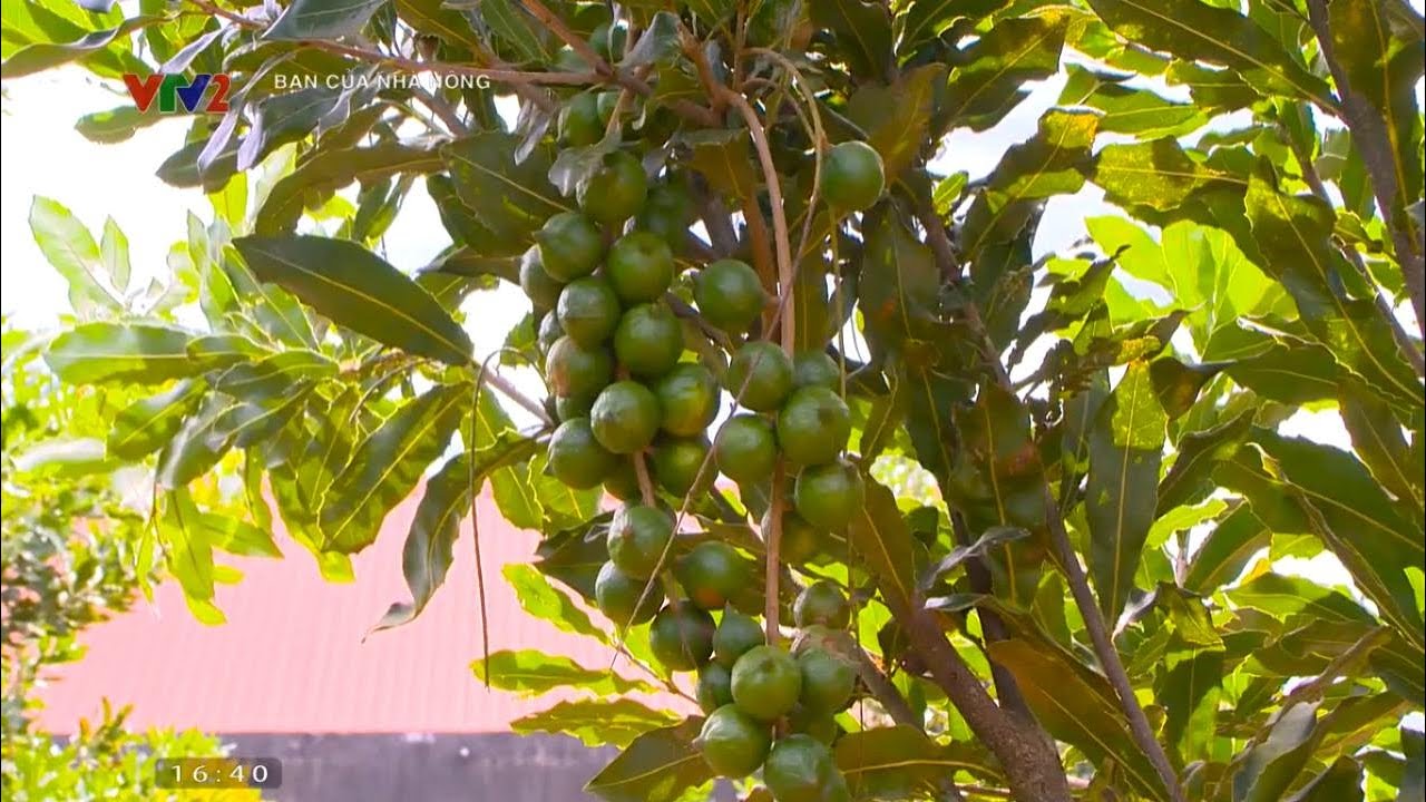 N&ocirc;ng d&acirc;n l&agrave;m gi&agrave;u nhờ m&ocirc; h&igrave;nh trồng c&acirc;y mắc ca tr&ecirc;n đất đồi