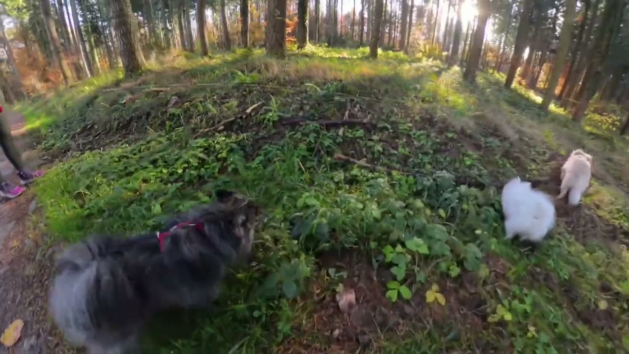 balade en foret