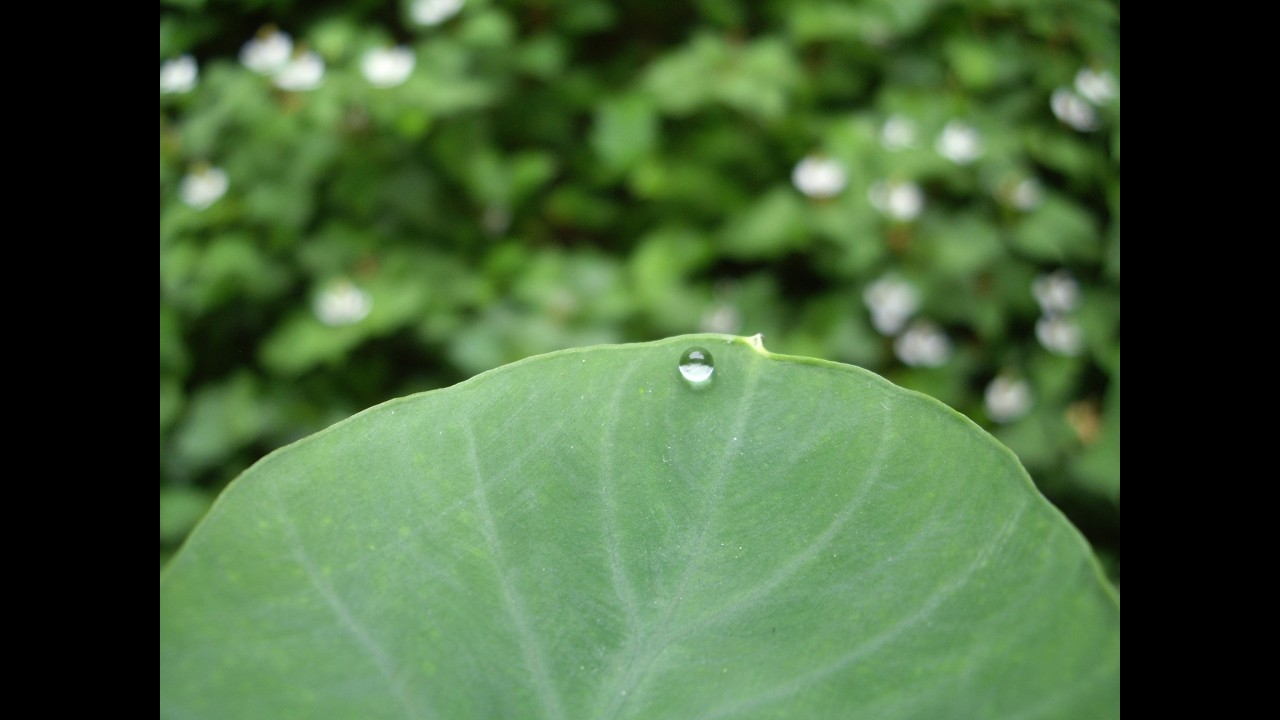 雨ame