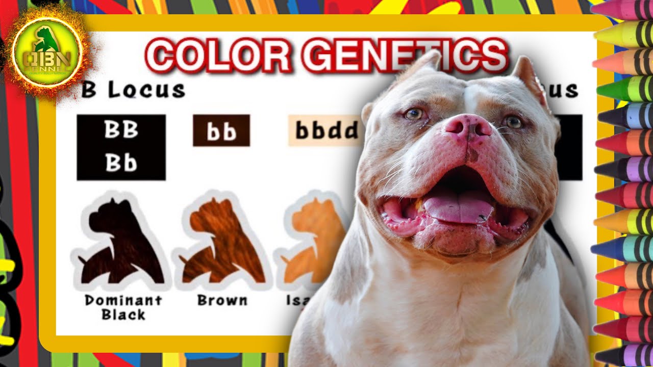 Understanding Puppy Coat Colors Savvy Way