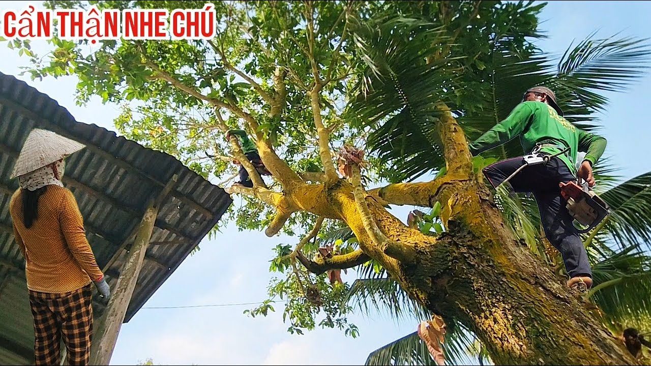 Cưa cây Xoài siêu khủng ngã vào nhà / Sawing down a giant mango tree that fell into the house | P11