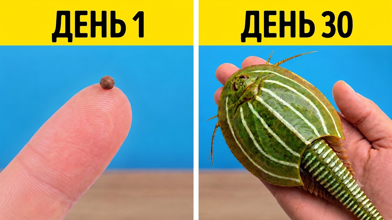 Вот что случилось с Триопсами через 30 дней! ☠️