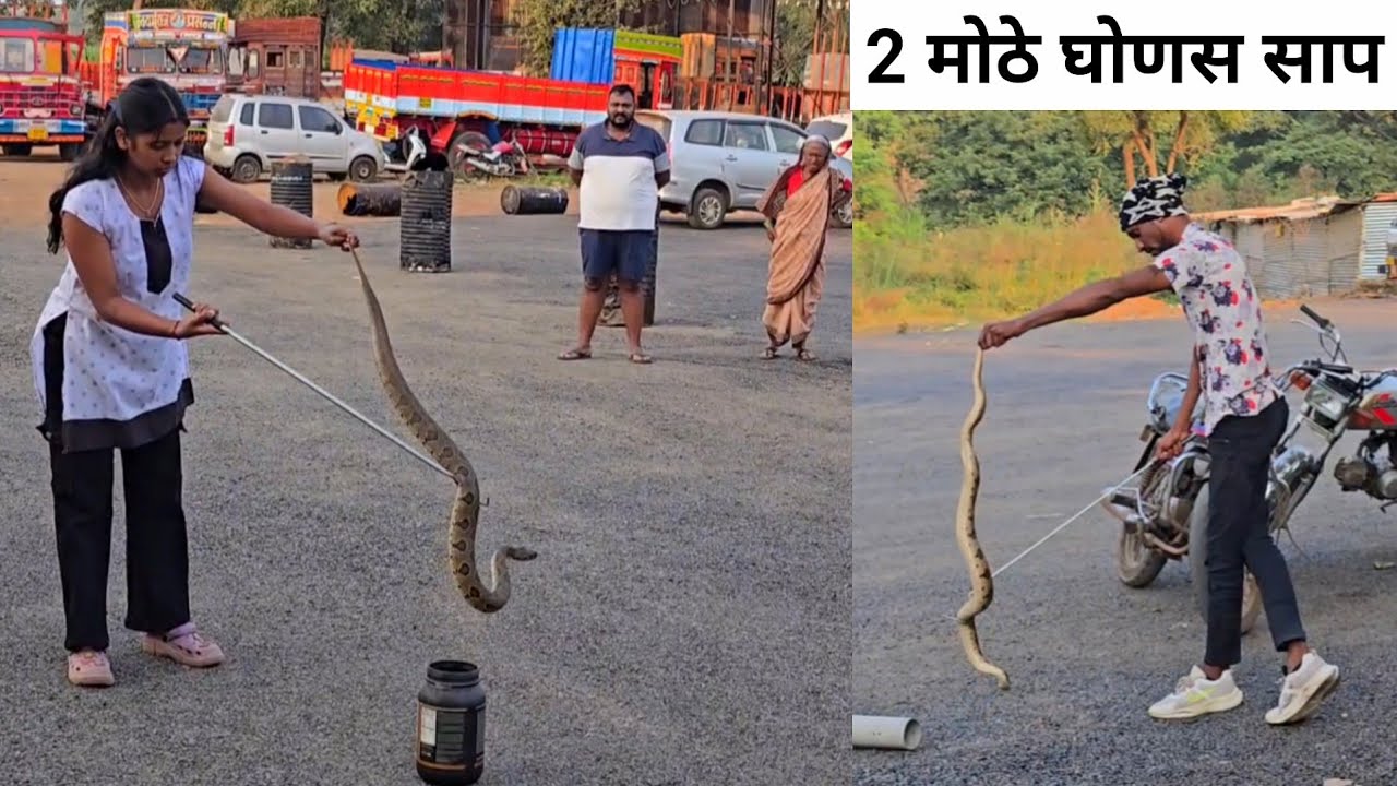 भले मोठे 2 घोणस साप आले घरात.. भावासोबत पकडले हे 2 विषारी साप.. साप पकडताना उडाली तारांबळ 🙆🏻‍♀️
