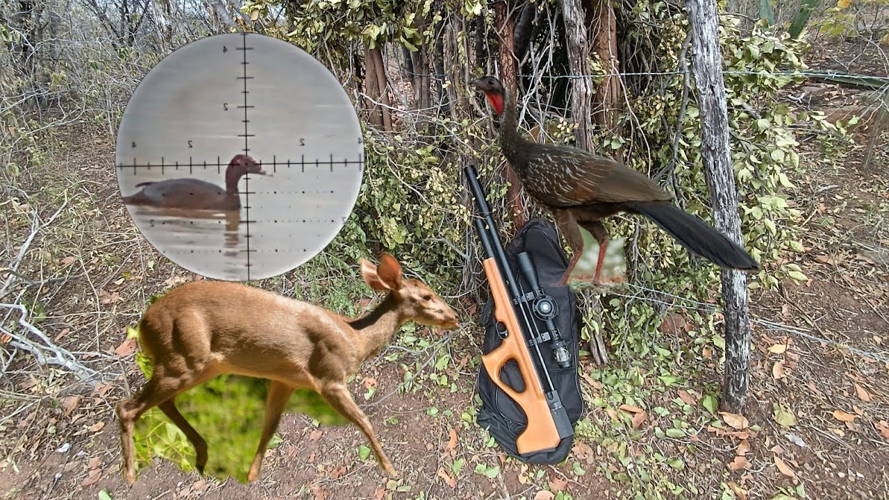 CA&Ccedil;ADA DE VEADO CATINGUEIRO, JACU, JURITI E PATO ASA BRANCA, O VEADO DESCEU 5:14 