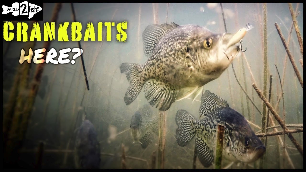 How to Catch Crappies Casting Micro Crankbaits