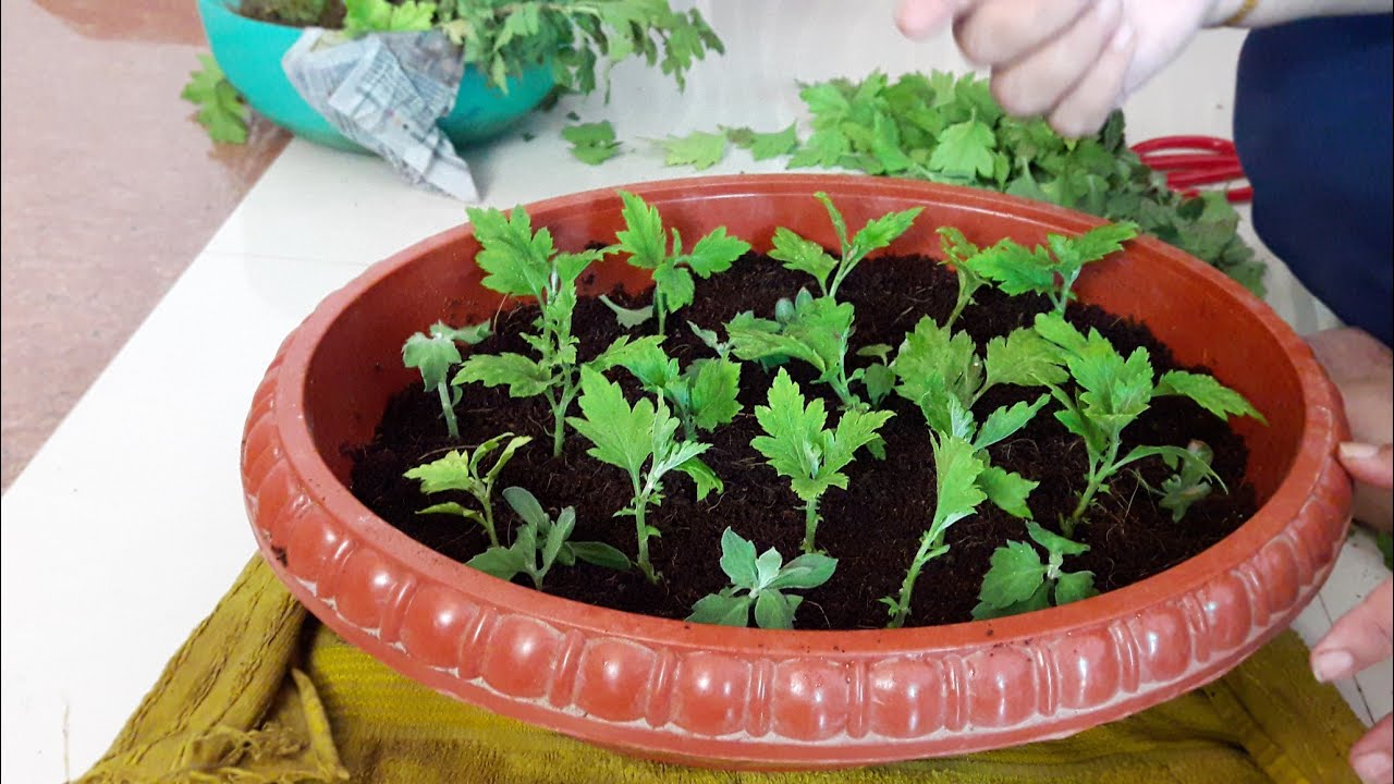 How to Grow Chrysanthemum by cuttings || How to Grow Guldaudi by cuttings || गुलदाउदी ||10 July,2017