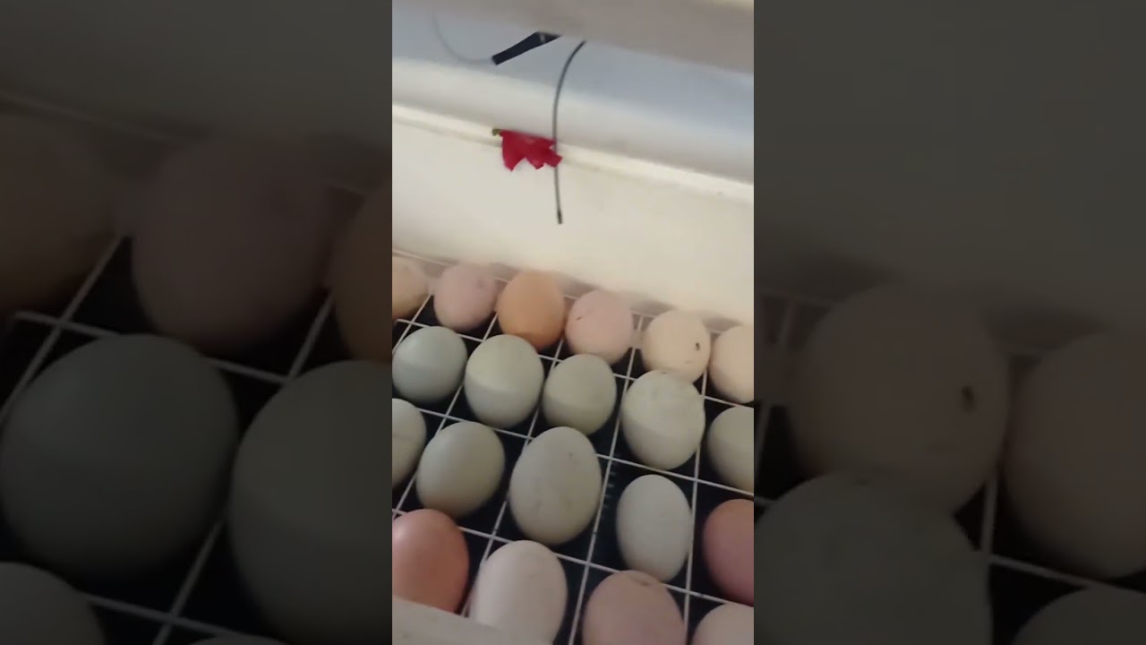 Инкубационное яйцо испанских голошеек в домашних условиях#рыбаковиздивногорска