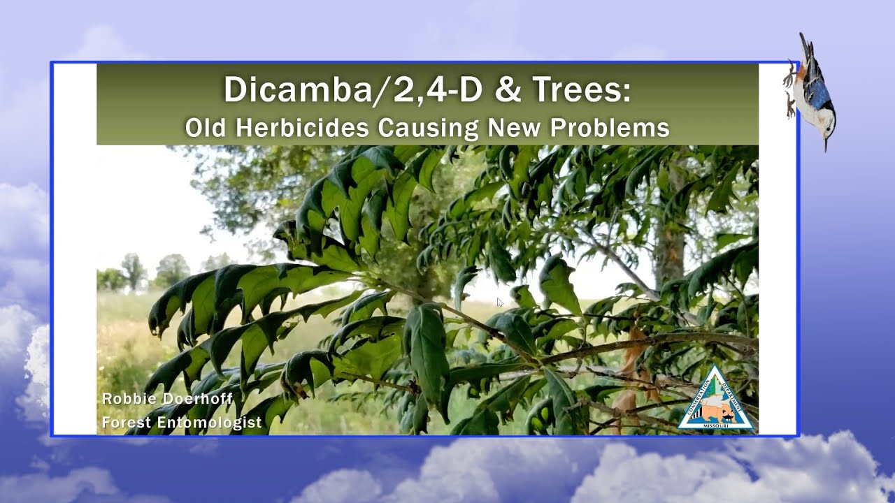 Dicamba & 2, 4-D and Trees: Old Chemicals Causing New Problems