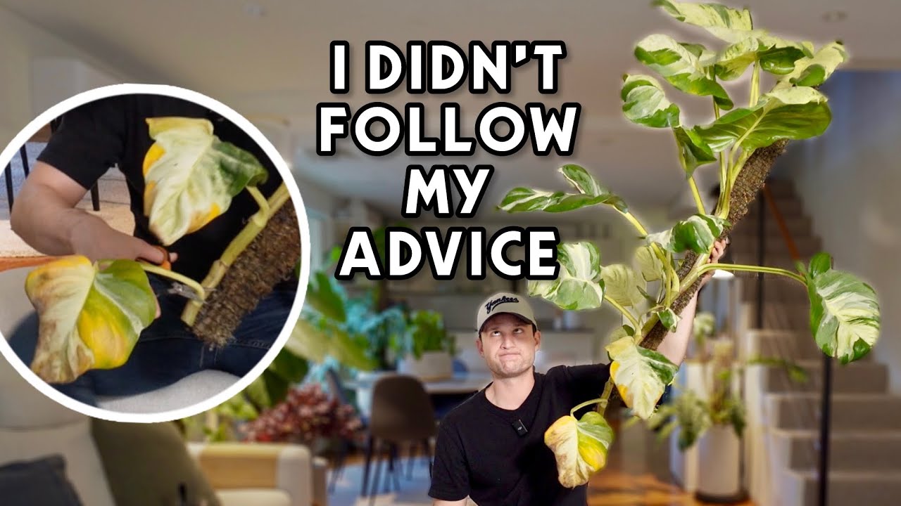 MY PLANT DROPPED ALL ITS BOTTOM LEAVES - Manjula Pothos Chop & Extend