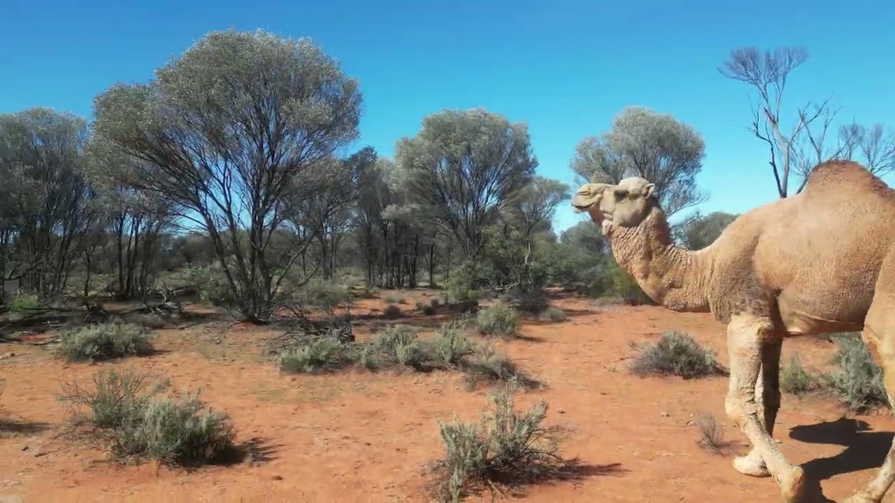 Wild camel Gibson Desert