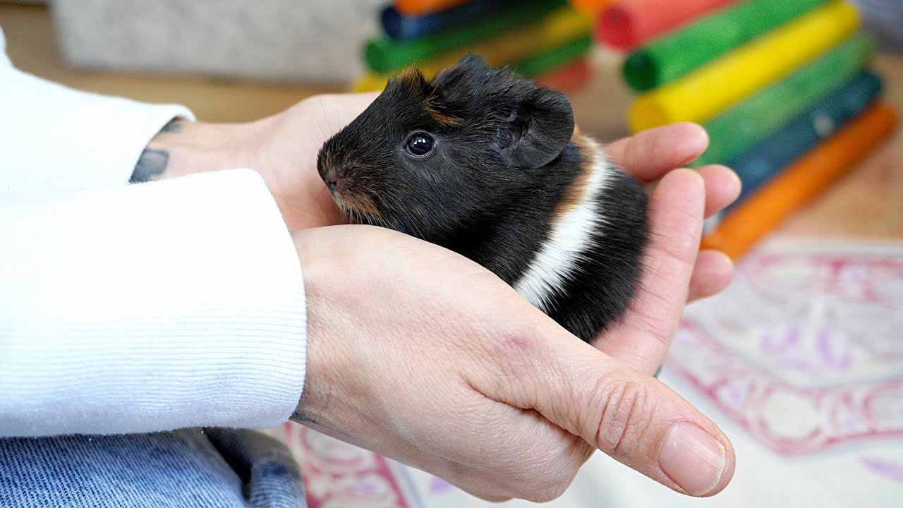 Meet My Pet Guinea Pigs : The Rose Family
