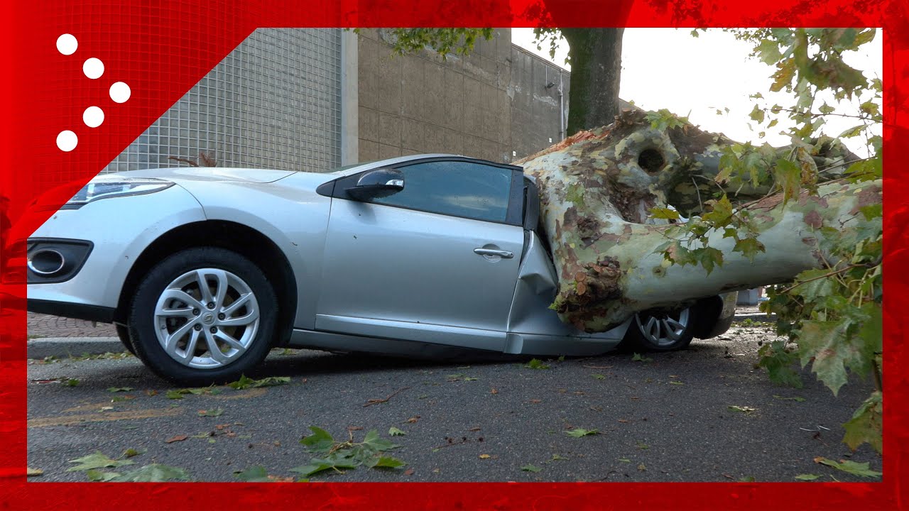 Tempesta di vento su Vigevano, albero schiaccia auto: salvo per miracolo l'automobilista