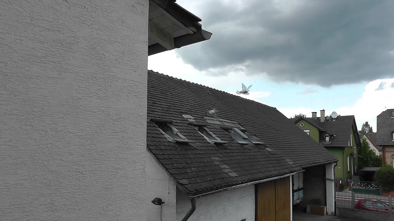 Brieftauben in Bensheim 2