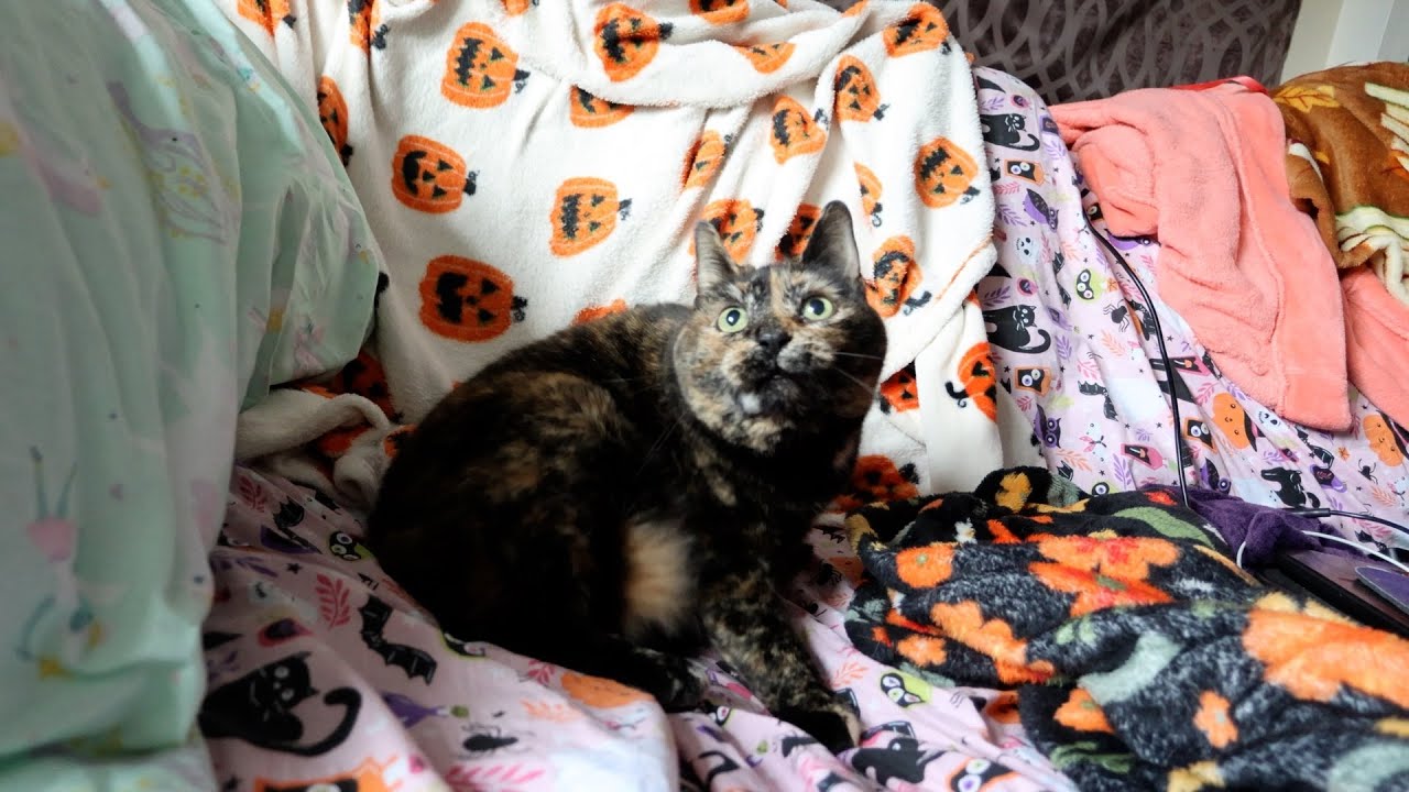Toffee has a spunky morning
