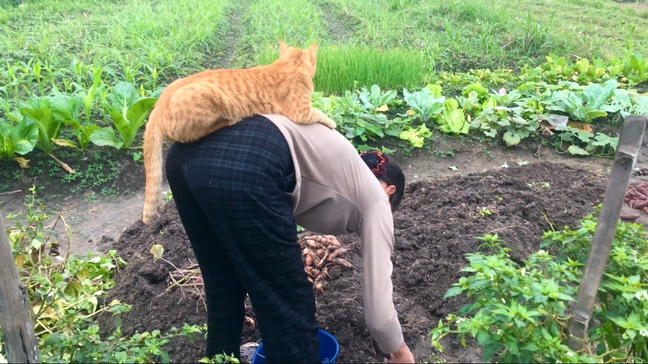 Một Buổi Đào Khoai Lang Thú Vị - A Fun Sweet Potato Harvest Day
