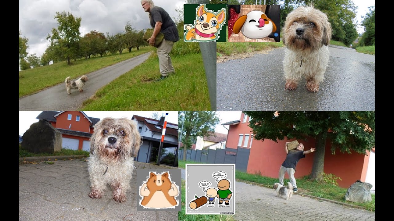 WANDERUNG K&Ouml;NIGSBACH STEIN mit unserer Peggy/Farmers Walk 1x1, Stein schultern 5x1👍🏻💪🏻😊❤️🤝🐶🌾🌳🪨⛪️🪦🌦🌄