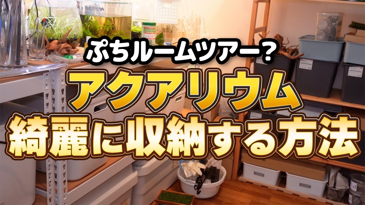 ぷちルームツアー、アクアリウムの収納周りを紹介します #アクアリウム #熱帯魚 【ビバアクア】