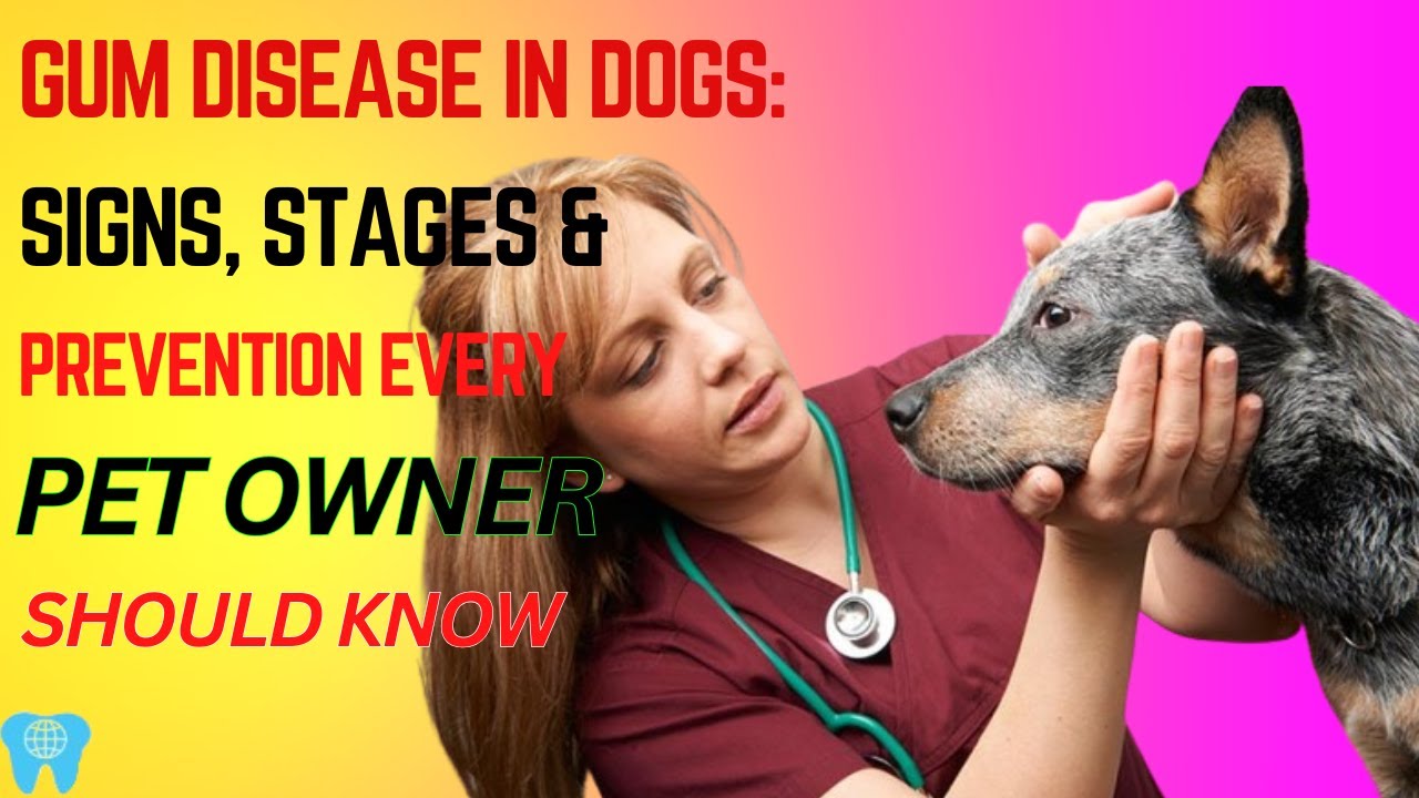 Gum Disease in Dogs: Signs, Stages & Prevention Every Pet Owner Should Know