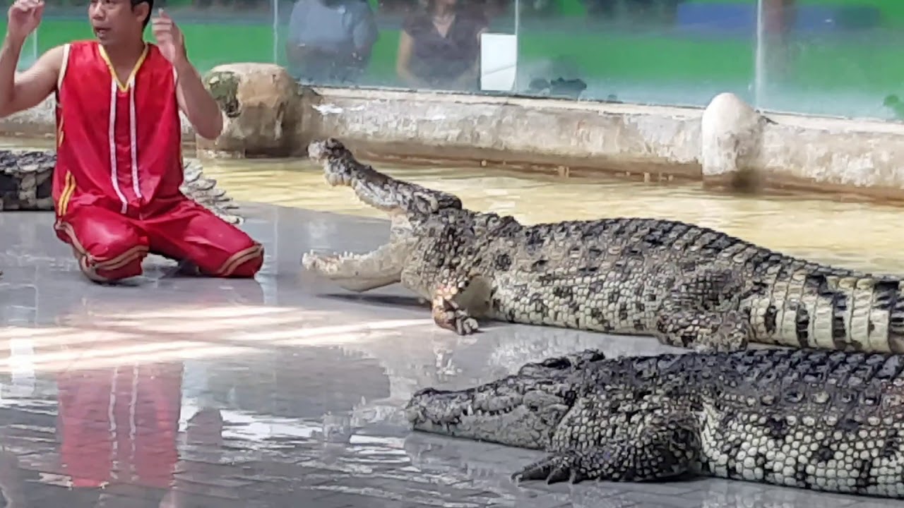 Whats happens when you tickle a croc? Pattaya Crocodile and Tiger farm. Thailand November 2017
