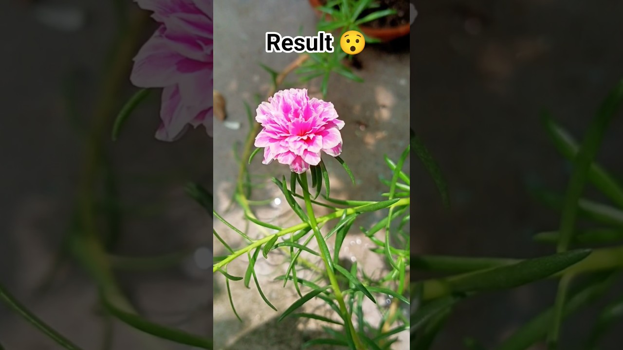 moss rose (portulaca) 