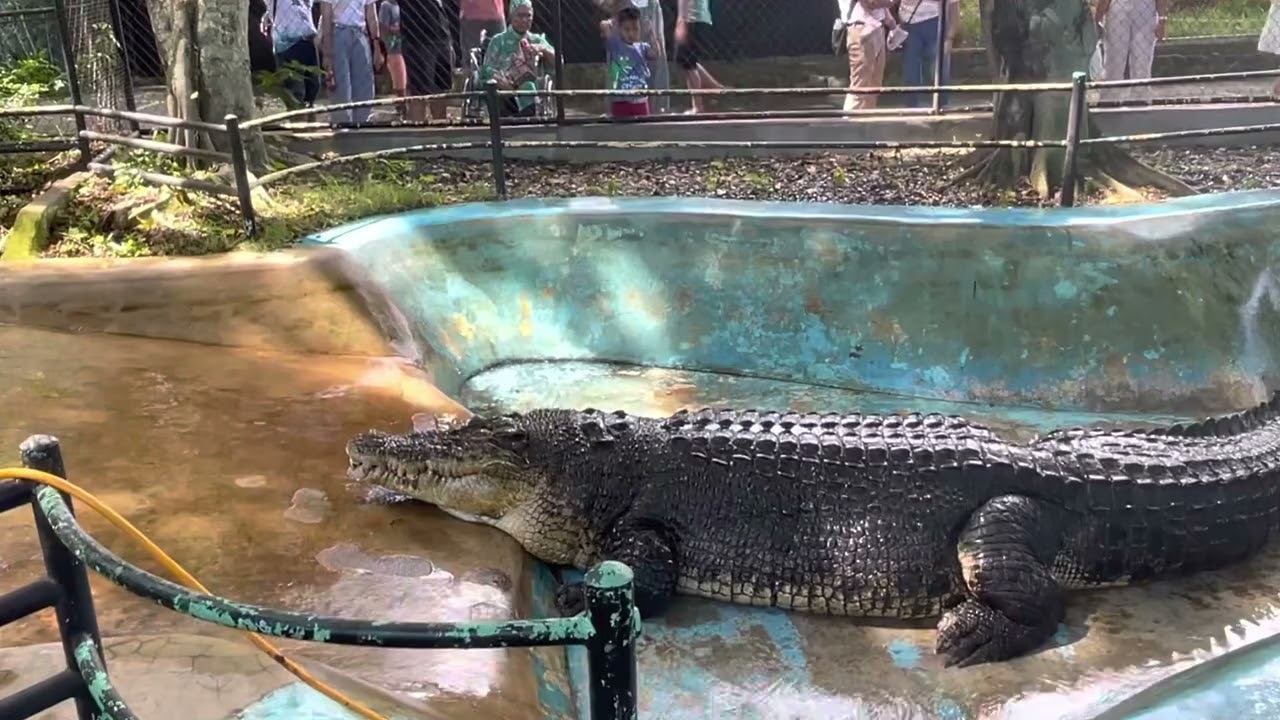 Crocodile park