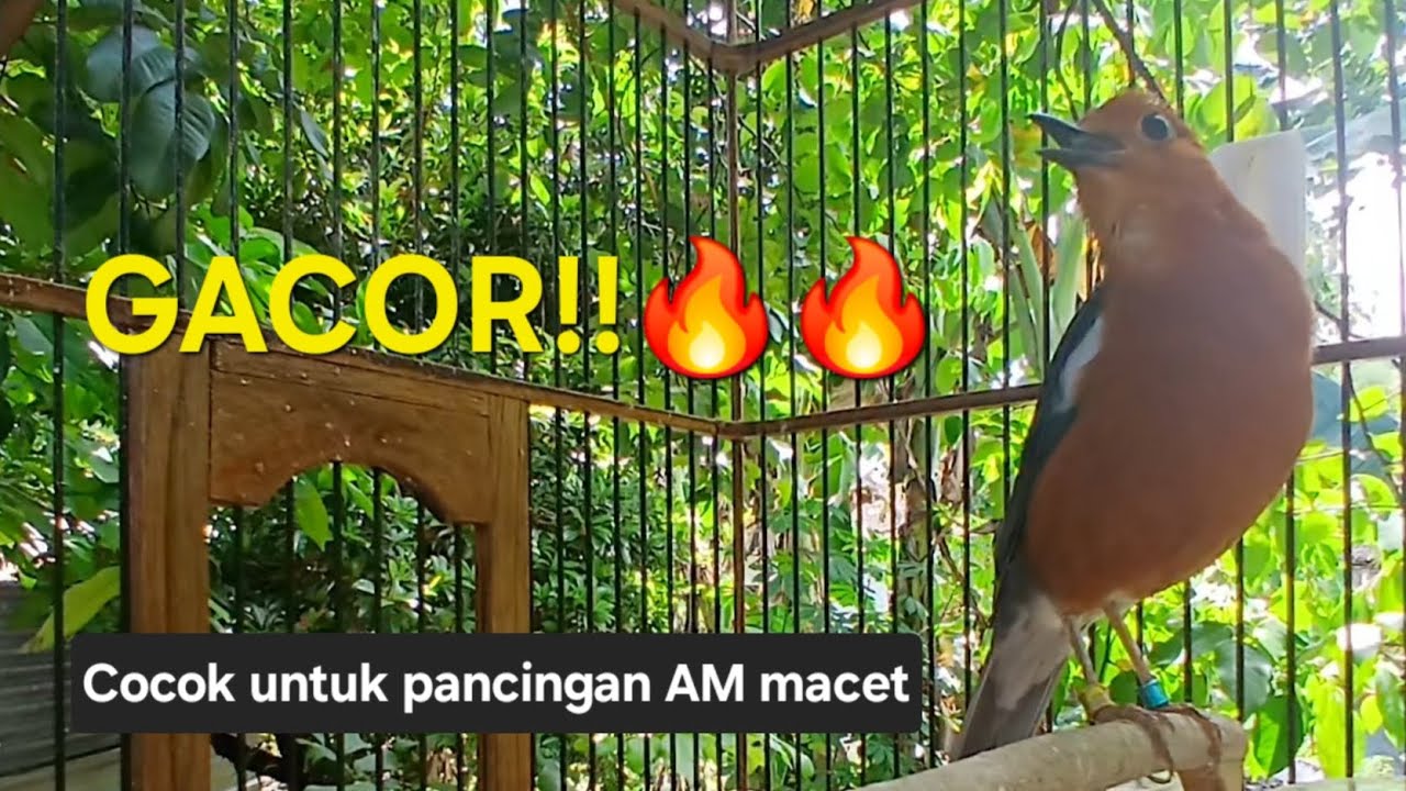 Anis Merah Rajin Bunyi | Cocok Untuk pancingan macetan