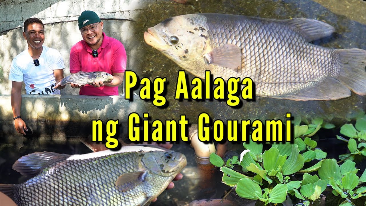 Pag-Aalaga ng Giant Gourami