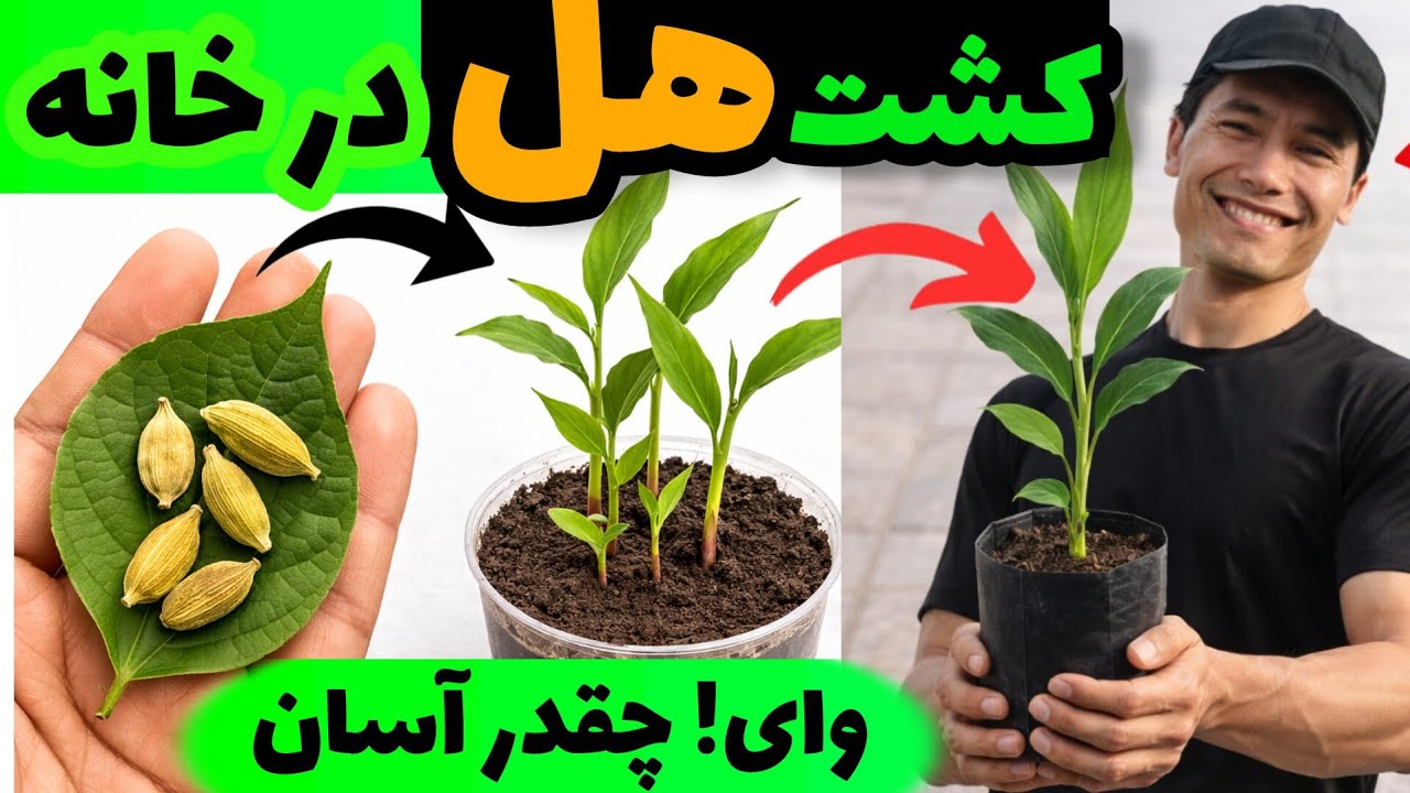 روش کاشت هل در خانه: گام به گام _ باغبان آزاد : همه میتواند🤑 how to plant cardamom at home 