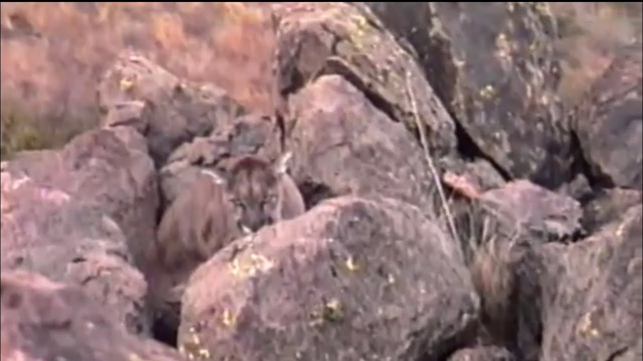 Lion Hunting -Jim Moore