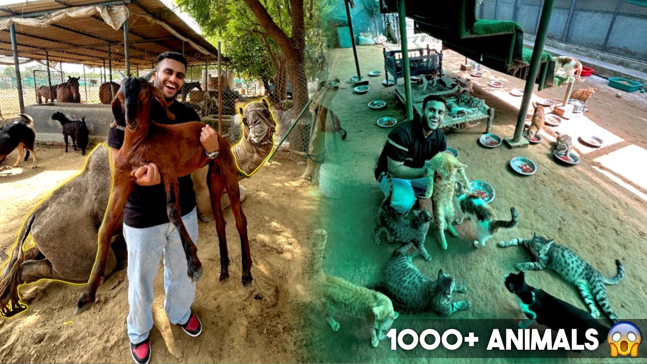 India’s Biggest Animal NGO with 1500+ animals , Horse, Camel in Gurgaon (Friendicoes)
