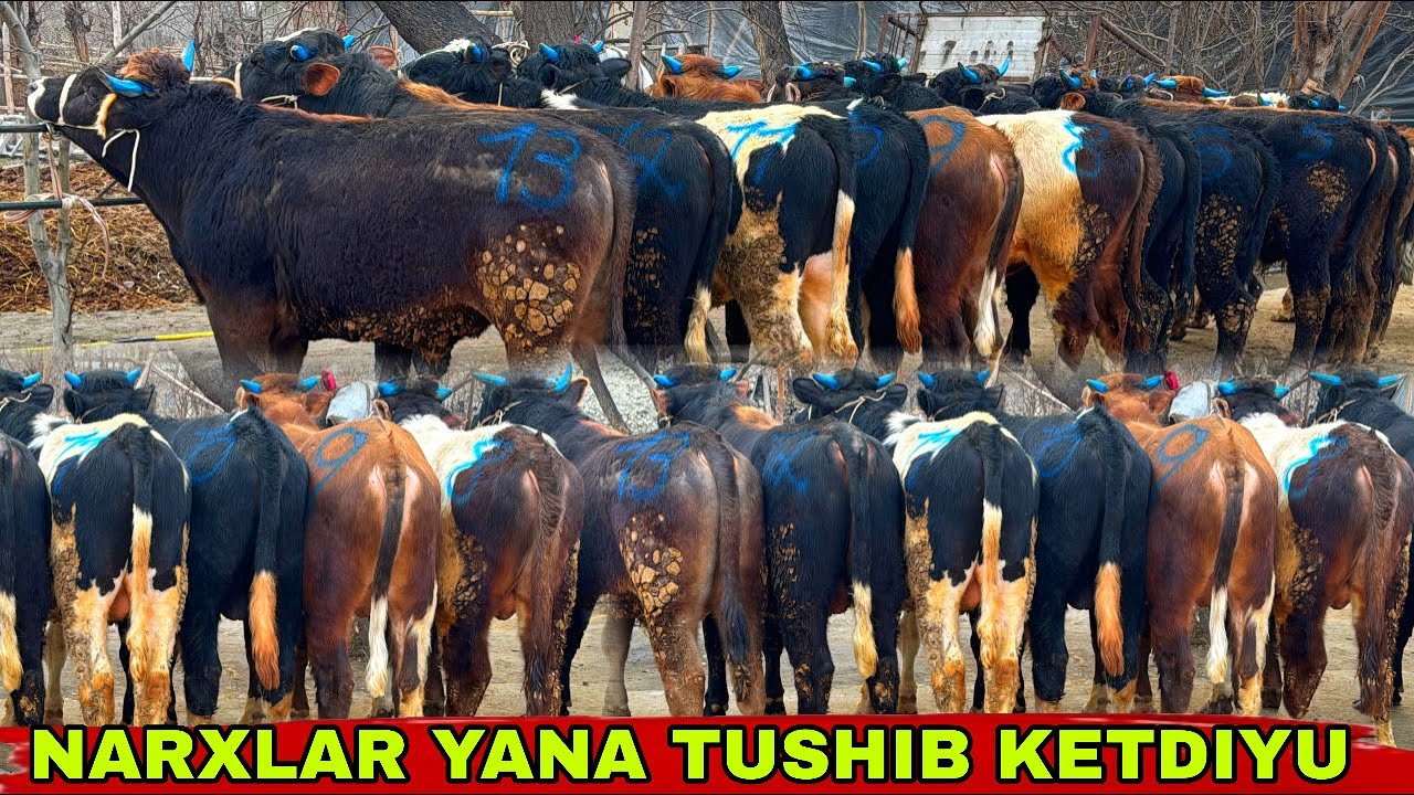 SHVET BUQALARNI NARXLARI YANA TUSHIB KETDIYU✅✅✅30 января 2026 г.