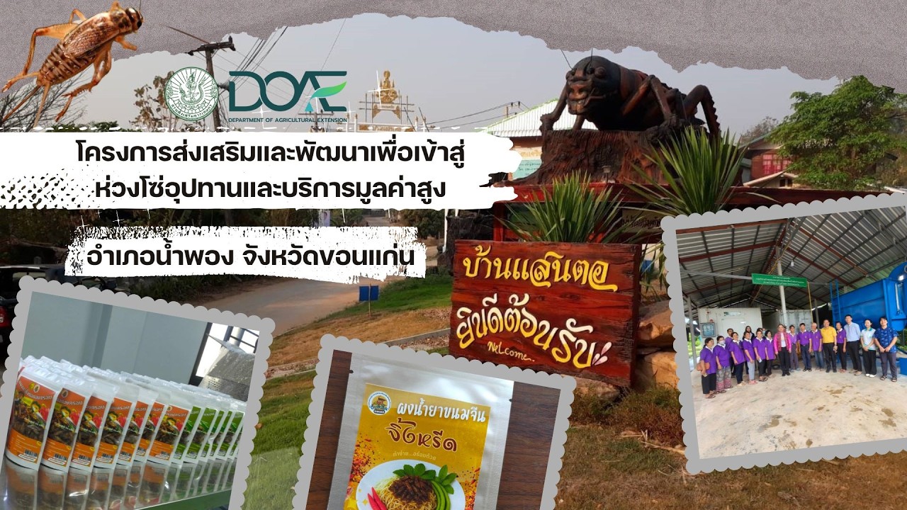 จิ้งหรีด สินค้ามูลค่าสูง อำเภอน้ำพอง จังหวัดขอนแก่น