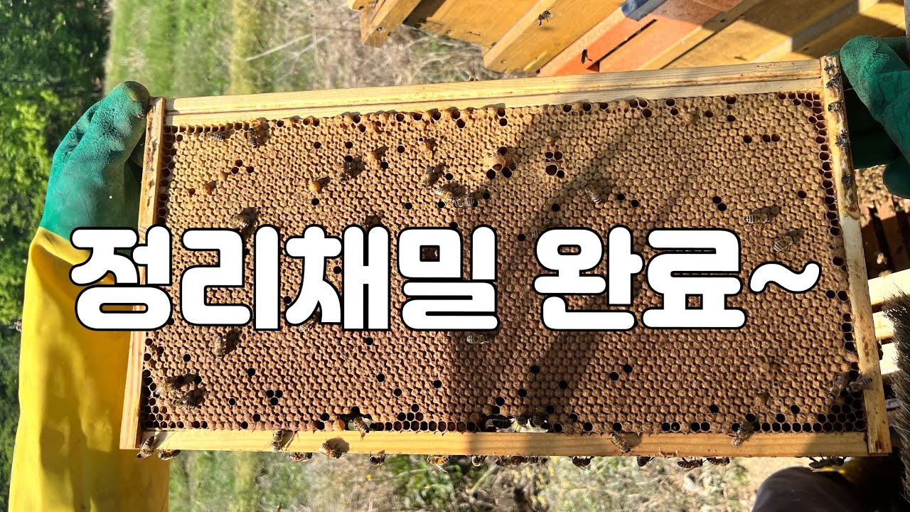 깨끗한 꿀 받을 준비 됐어요 (정리채밀 완료)