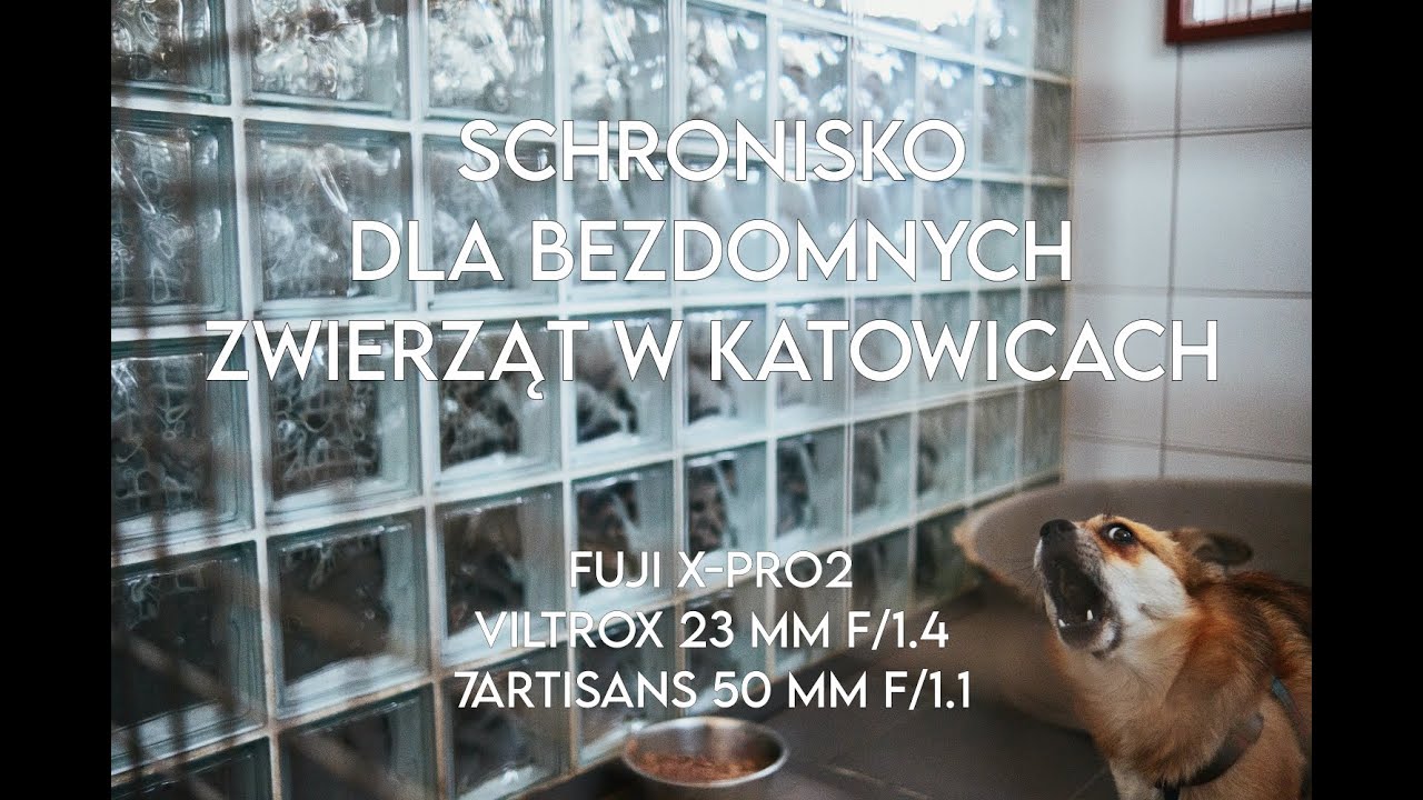 Schronisko dla bezdomnych zwierząt w Katowicach - reportaż