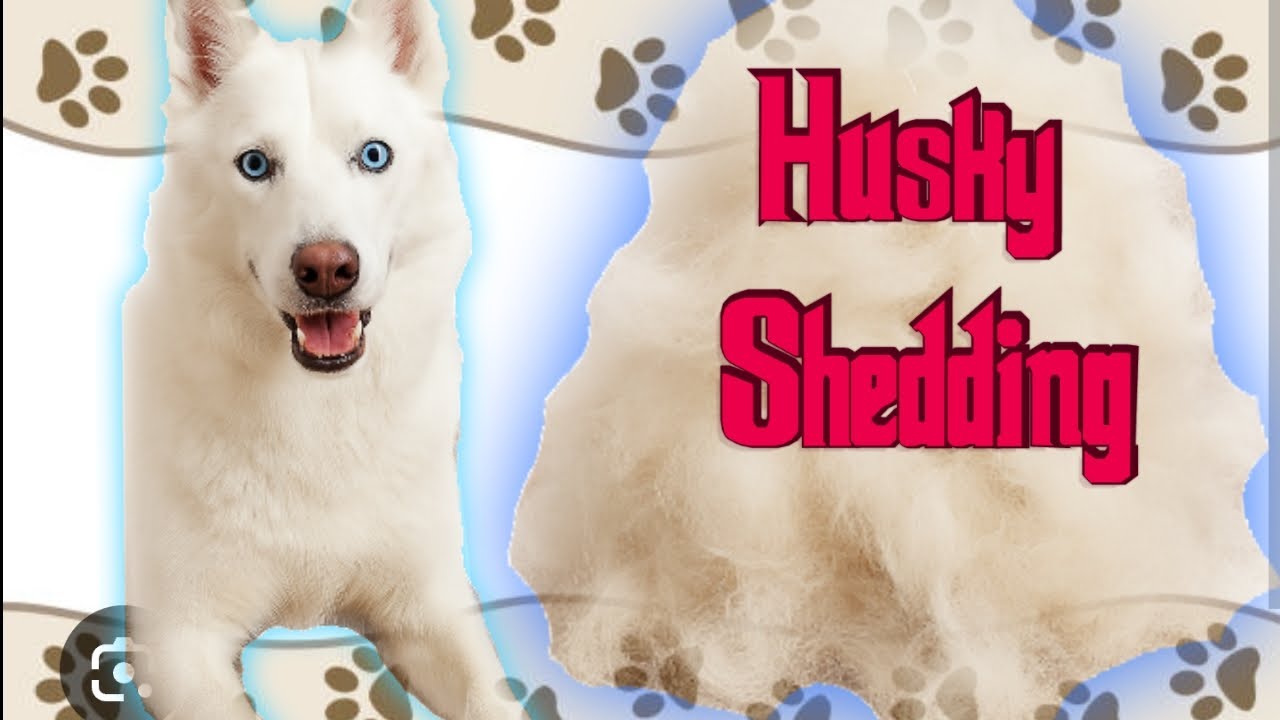 INSANE SHEDDING! Watch This BEFORE Getting a Husky!