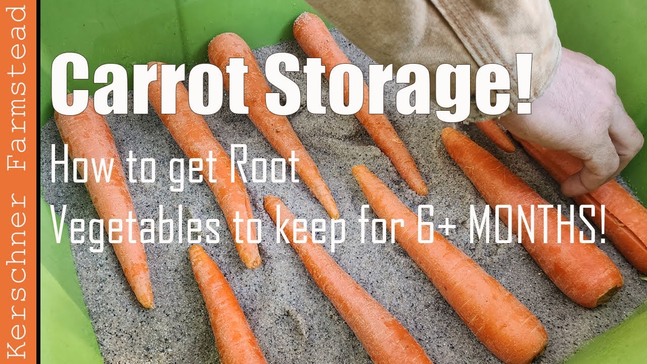 How to store Carrots for Up To 6 Months!