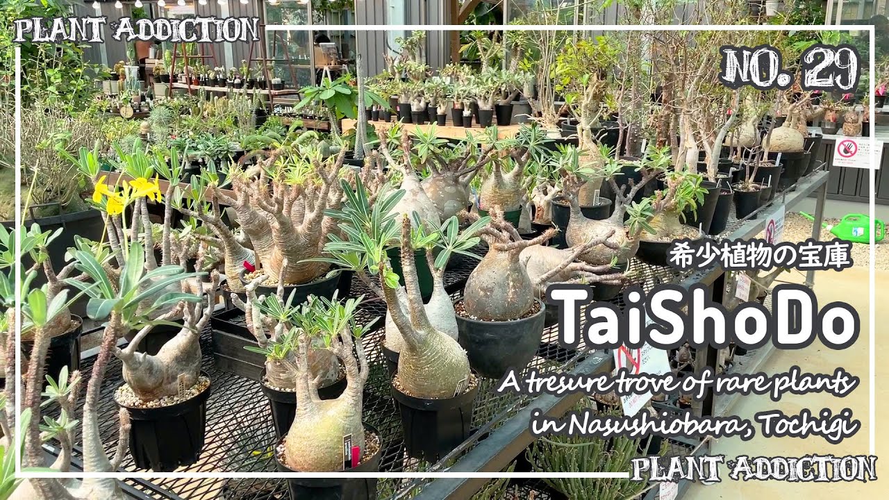 希少植物の宝庫【TaiShoDo】|| A tresure trove of rare plants in Nasushiobara, Tochigi