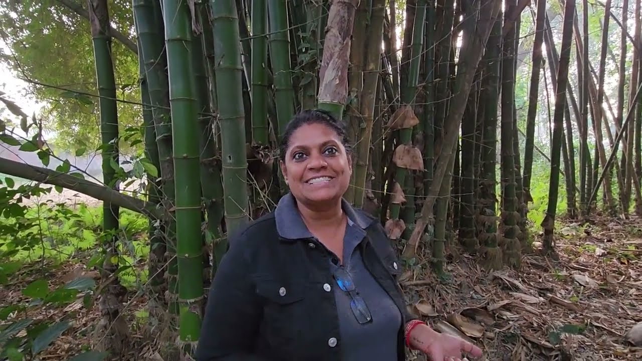 377- Assam Green Vulgaris Bamboo Farming & O2 Park, The Natural Habitat, 9081039222 Oxygen Park