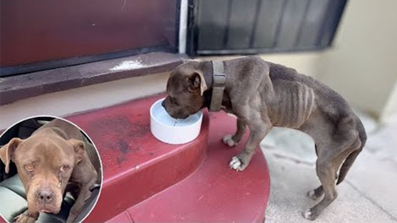 She Cried and Could Barely Stand While Eating, Unaware of Her Owner’s Lie