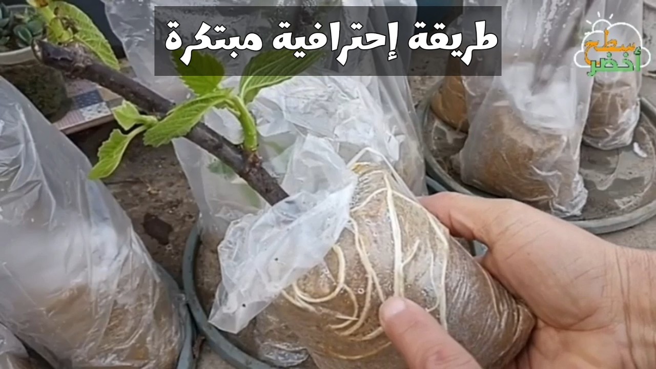 طريقة إحترافية مبتكرة لزراعة جميع الأقلام ( زراعة النباتات و الأشجار من العقلة )