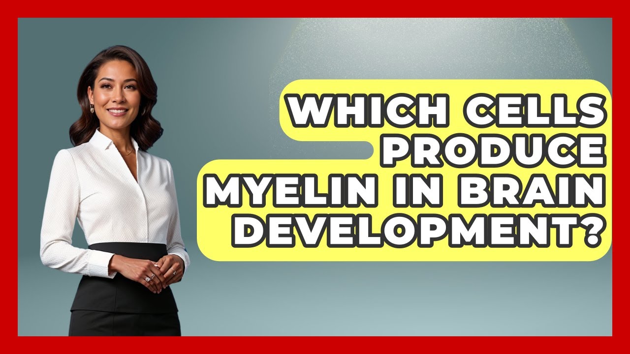 Which Cells Produce Myelin In Brain Development? - Brain Development Hub