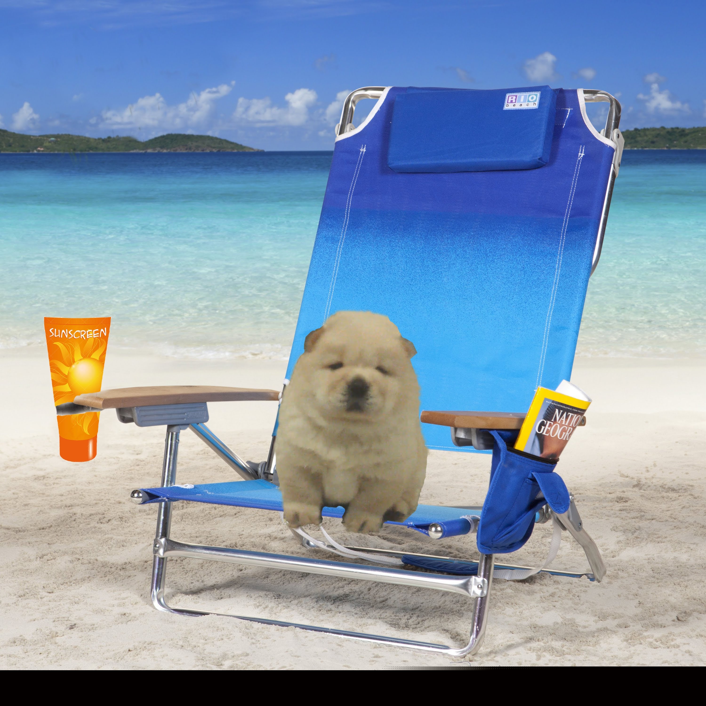 Amazing chow chow story-Bebeto