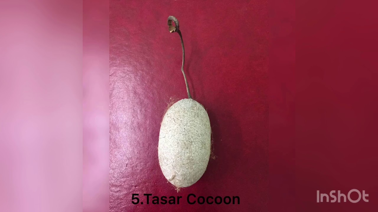 Life cycle of Tropical Tasar Silkworm